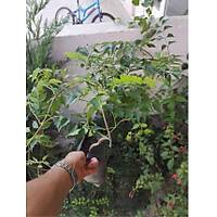 2 Adet Acem Burusu Sarma campsis radicans 40-60 Cm. Torbada