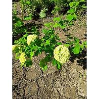 10 Adet nar Kartopu Fidesi viburnum opulus, 30-60 Cm. Boyunda