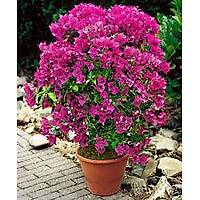 BODUR BEGONVL E bougainvillea buttiana