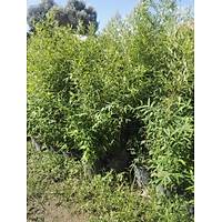 Sarý Bambu fidaný, Bambusa Phyllostachys aurea 160-200 cm.