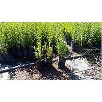 20 Adet Tpl Kurtbar(Ligustrum) Fidan 40-60 Cm.