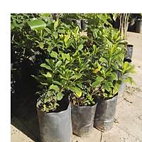 10 Adet Gardenya iei, 20-30 Cm. gardenia jasminoides