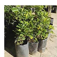 4 Adet Gardenya Çiçeüği, 20-30 Cm. gardenia jasminoides
