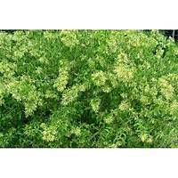 Melisa Kolonya iei (Kokulu Ada Mercan) cestrum nocturnum