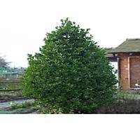 9 Adet Tüplü Defne Ağacı Fidanı 50-60 Cm. laurus nobilis