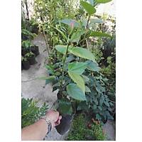 4 Adet (Chinese Rose) Japon Gl , Tpl, 30-40 Cm. Boyunda