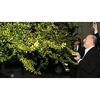 Yaban Mersini Fidan-Siyah Murt Hambeles Fidan Tpl 30-40 Cm. Boyunda, Her Mevsim Dikime Hazr