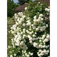 10 Adet nar Kartopu Fidesi viburnum opulus, 30-60 Cm. Boyunda