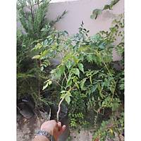Acem Burusu Sarma campsis radicans Boyu 40-60 Cm. Tp Torbada