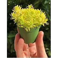 Sukulent Sedum 50 li Kark Paket
