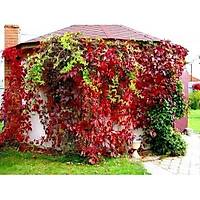 AMERKAN SARMAII-5 yaprakl parthenocissus quinquefolia KARGO D