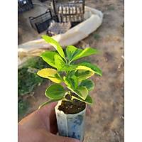40 Adet Gold taflan (Altuni Taflan) fidesi, Kk Tp Torbalarda