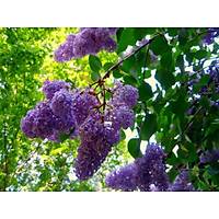 9 ADET LEYLAK FDANI 50-60 cm syringa vulgaris