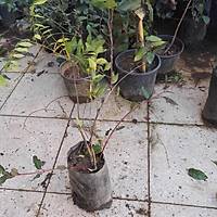 SARI-BEYAZ KOKULU HANIMEL E lonicera