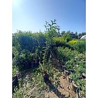 10 Adet Ligstrm, 1 m. Boyunda Japon Kurtbar (Ligustrum japonicum)
