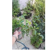 2 Adet Tpl Amerikan Sarma Fidan 40-60 Cm.