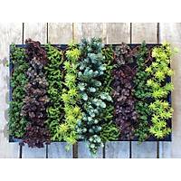 Sukulent Sedum 50 li Kark Paket