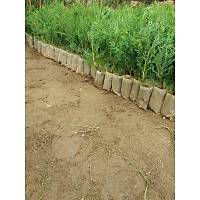 reticiden (40 Adet) Tpl Leylandi Fidan (it am) 15-25 Cm.