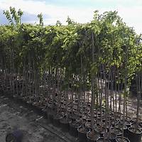 Ters Dut, Paraşüt Dut Fidanı , Aşılı Saksıda 180-200 Cm. Meyve Verir Her Nevsim Dikilebilir