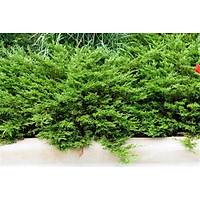10 Adet Sabin Ardýcý, Juniperus sabina Saksýda, 40-50 Cm. Boyunda