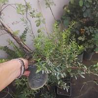 5 Adet, Yaban Mersini Fidan, Siyah Murt Hambelesi Tpl 30-40 Cm