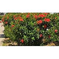 2 Adet Tpl, 30-40 Cm. Boyunda Japon Gl (Chinese Rose )