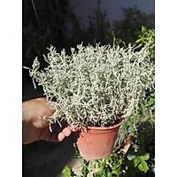 10 Adet Lavantin, Selviotu / Kurtotu, 10-15 Cm. Boyunda, Saksda