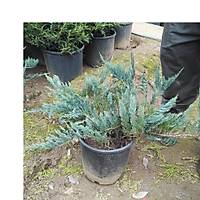 Mavi Yaylc Ard, Juniperus Squamata Blue Carpet, Saksl