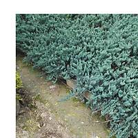 Mavi Yaylc Ard, Juniperus Squamata Blue Carpet, Saksl