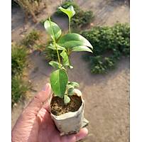 40 Adet Ligustrum japonicum (Japon Kurtbağrı), Küçük Tüp Torbalarda, Yaprak Dökmez