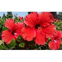 4 Adet (Chinese Rose) Japon Gl , Tpl, 30-40 Cm. Boyunda