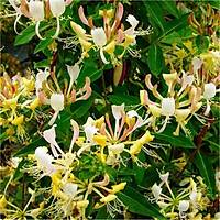 Sarý-Beyaz Çiçekli Kokulu Hanýmeli, Tüplü Her Mevsim Dikilebilir