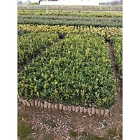 40 Adet Alacal Taflan Fidan (it Taflan) Kk Tplerde 15-20 cm. Boyunda,