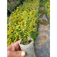 40 Adet Sar tr Taflan, (Altuni) Kk Tp Torbalarda, Ortalama 10 Cm.