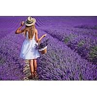 20 adet Lavanta Fidan lavandula officinalis, Kargo Dahil