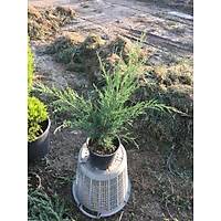 20 Adet Sabin Ardc, Juniperus sabina Saksda, 40-50 Cm. Boyunda