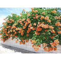 2 Adet Acem Burusu Sarma campsis radicans 40-60 Cm. Torbada