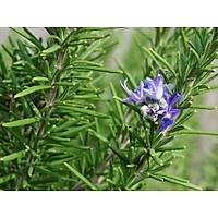 20 Adet Biberiye Fidan rosmanirus officinalis Kargo Dahil