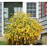 Kanarya Gülü Sarı Çiçekli Kerria Japonica 40-60 Cm