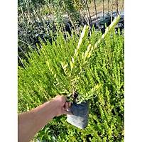 2 Adet Yaban Mersini, Siyah Murt (Hambeles), Tpl Her Mevsim Dikilebilir