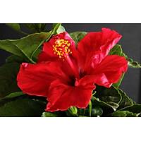 4 Adet (Chinese Rose) Japon Gl , Tpl, 30-40 Cm. Boyunda