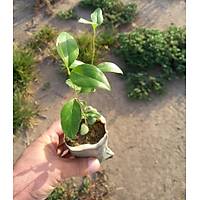 40 Adet Ligustrum japonicum (Japon Kurtbağrı), Küçük Tüp Torbalarda, Yaprak Dökmez