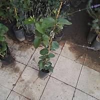 Mis Kokulu Ful Arap Yasemini Fidan, Tpl, (Trmanc) Her Mevsim Dikilebilir