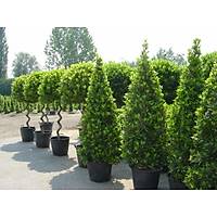9 Adet Tpl Defne Aac Fidan 50-60 Cm. laurus nobilis