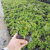 20 Adet Aptenia cordifolia, Buz çiçeði, Öðle Çiçeði