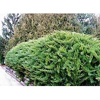 20 Adet Sabin Ardc, Juniperus sabina Saksda, 40-50 Cm. Boyunda