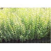10 ADET LGUSTRUM FDANI lkstrm(kurtbar) ligustrum vulgare