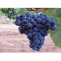 Antep Karas (Horoz Karas) zm Fidan, Tpl,
