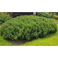 10 Adet Sabin Ardýcý, Juniperus sabina Saksýda, 40-50 Cm. Boyunda