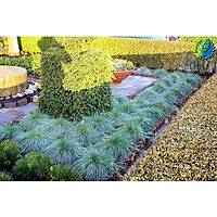 20 Adet Festuca Glauca (Mavi im) Yumak Otu, Mavi Koyun Yuma Saksda